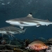 shark_blacktip_1t_srmr_beqa_h_0634_fij9523.jpg